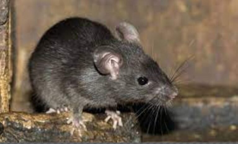 मथुरा में ‘नशेड़ी चूहे’ डकार गए 581 किलो गांजा! यूपी पुलिस बेबस, कोर्ट हैरान
