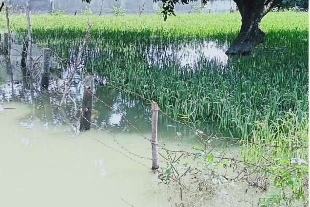बलरामपुर के किसानों के लिए खुशखबरी, बाढ़ से हुए नुकसान की शुरू हुई भरपाई, सीधे खाते में आएगा पैसा