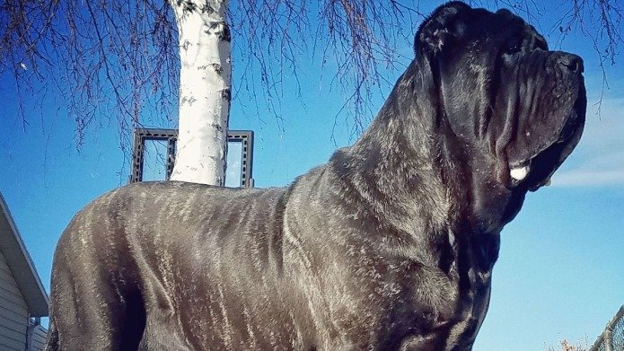 World’s Biggest Puppy: उम्र 9 महीने…लंबाई 6 फुट, कीमत जानकर उड़ जाएंगे होश