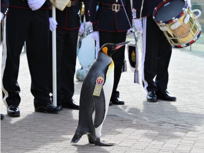 आर्मी अफसर पेंगुइन| Army Officer Penguin Sir Nils