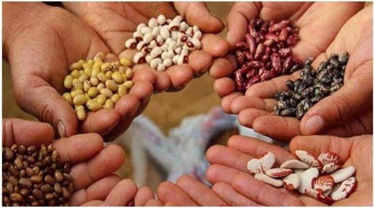 बोआई के समय से 15 दिन पहले बिक्री केंद्रों पर बीज उपलब्ध कराने के आदेश, किसानो को नहीं होगी असुविधा !