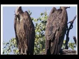 अयोध्या में चमत्कार: विलुप्त प्रजाति के गिद्ध दिखने लगे जटायु राज के वंशज !