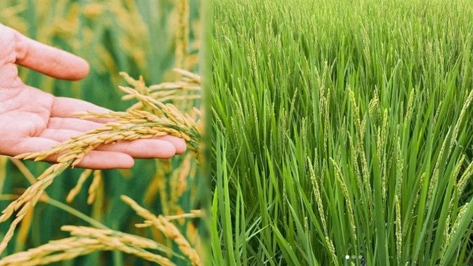 योगी सरकार द्वारा ओडीओपी घोषित करने के बाद बढ़ता ही गया कालानमक का क्रेज