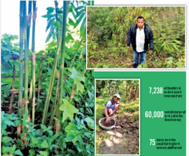 बांस  वृक्षारोपण अभियान शुरू, शिपिंग महानिदेशालय का एक बड़ा कदम