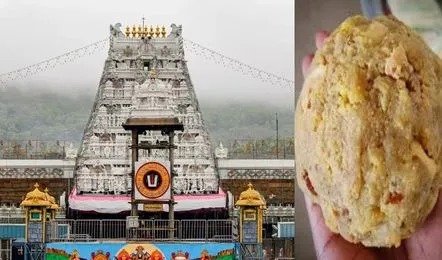 तिरुपति लड्डू विवाद: श्रीवारी लड्डू प्रसादम की पवित्रता फिर से बहाल, जानें तिरुमाला बोर्ड ने क्या कहा?