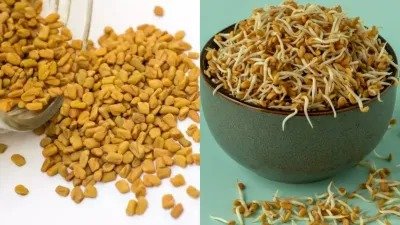 Sprouted Fenugreek Seeds: मेथी का बीज डायबिटीज और अन्य गंभीर बीमारियों के लिए एक प्राकृतिक उपाय, यहां जाने इसके सेवन का तरीका !