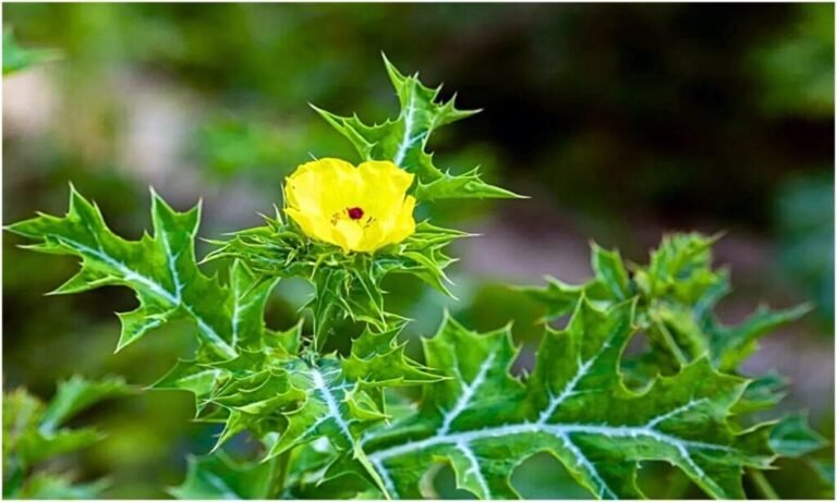 सत्यानाशी पौधा: एक कटीला चमत्कारी औषधि, जो कई बीमारियों से राहत दिलाने में कारगर