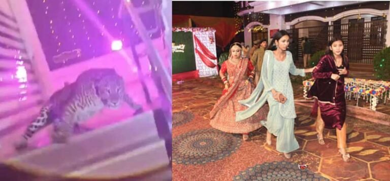 लखनऊ में शादी समारोह में तेंदुए के घुसने से मची अफरा-तफरी, वनकर्मी घायल