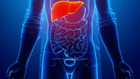 World Liver Day 2025: लिवर खराब होने के ये शुरुआती लक्षण न करें नजरअंदाज, समय रहते पहचानें संकेत